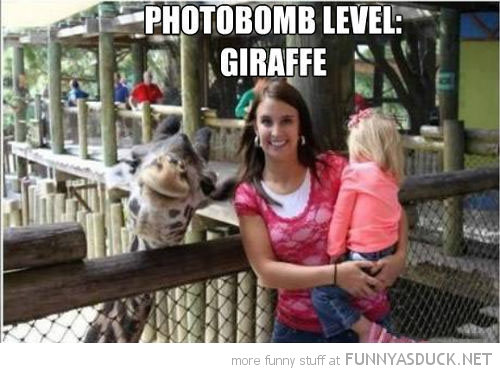 Giraffe Photobomb