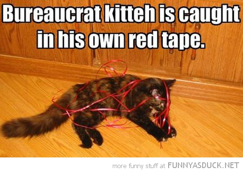 Bureaucrat Kitty