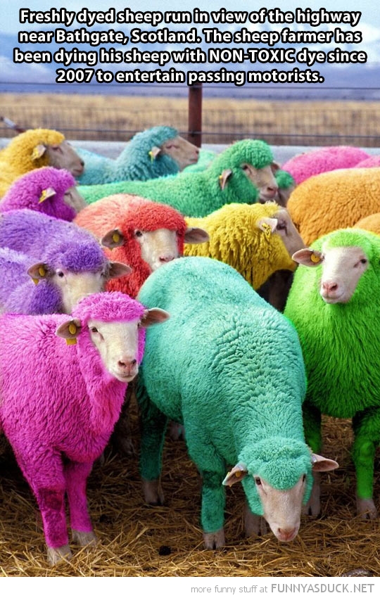 Dyed Sheep