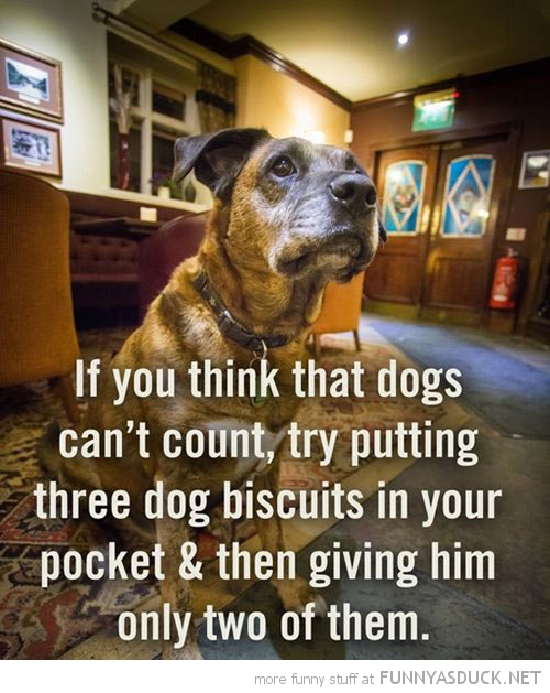 Dogs Can't Count?