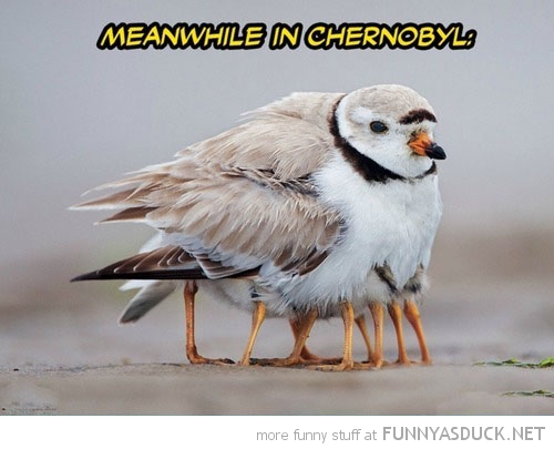 Meanwhile In Chernobyl