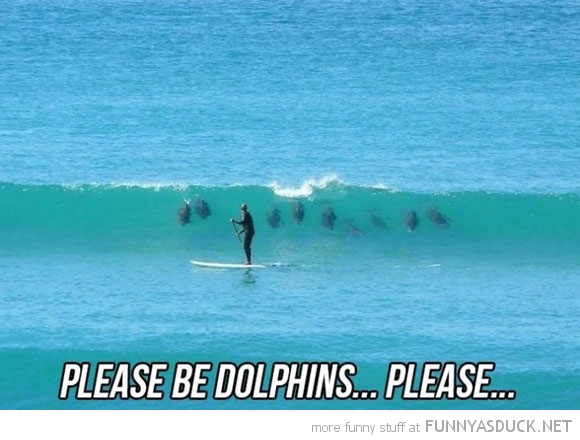Please Be Dolphins