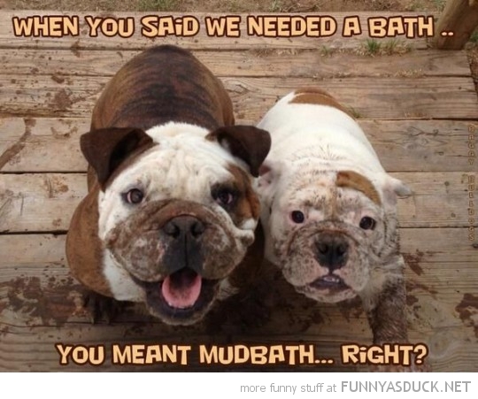 Mud Bath | Funny As Duck