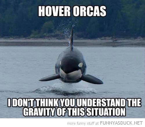 Hover Orcas