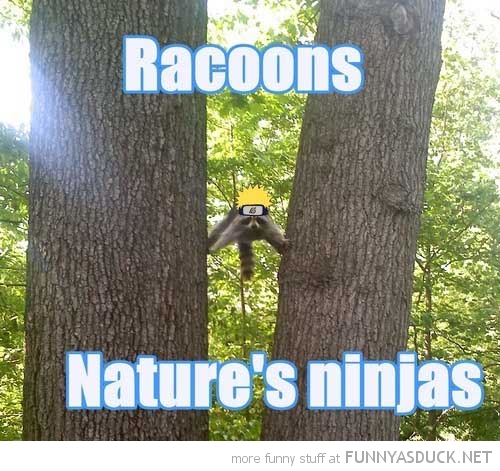 Natures Ninjas