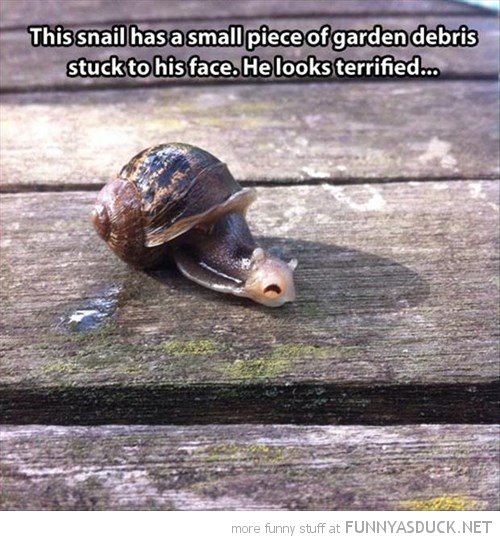 Terrified Snail