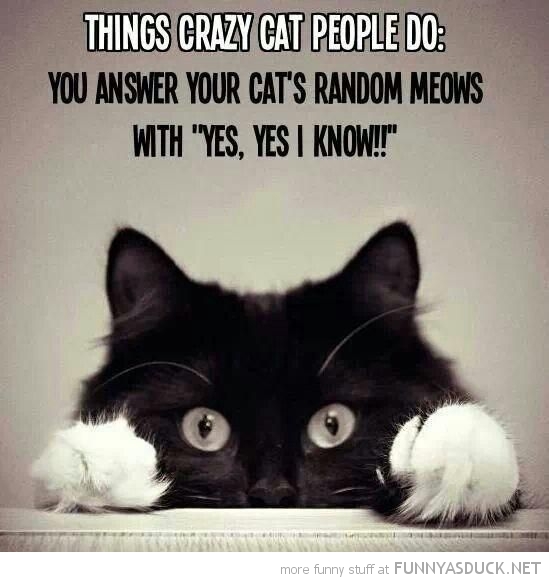 Crazy Cat People