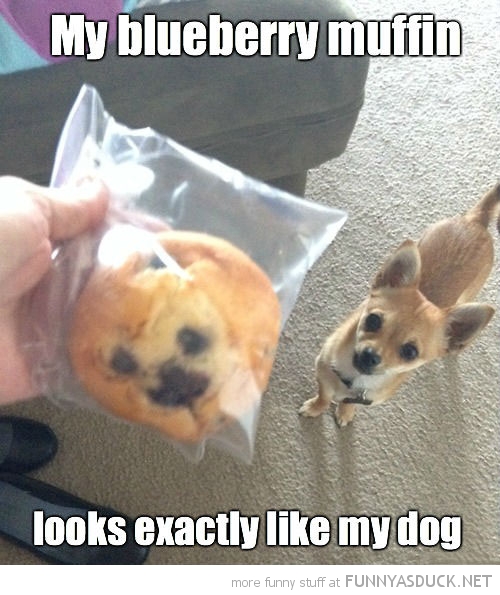 Muffin Dog