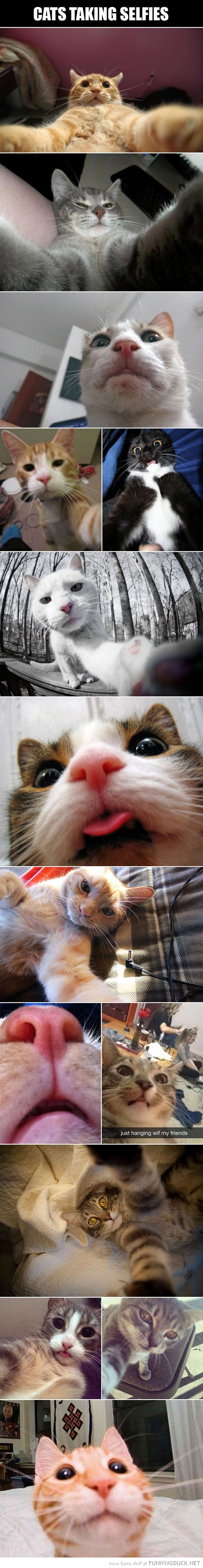 Cat's Taking Selfies