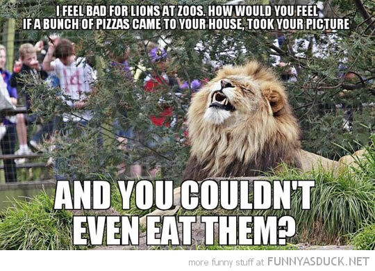 Lions At The Zoo
