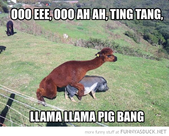 Llama Pig Bang