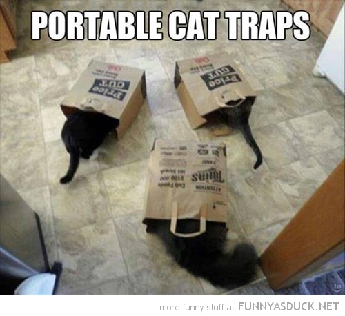Portable Cat Traps