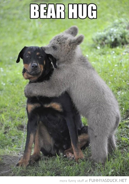 Bear Hug | Funny As Duck