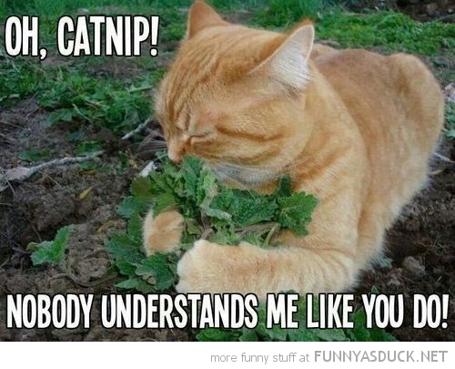 Oh, Catnip!