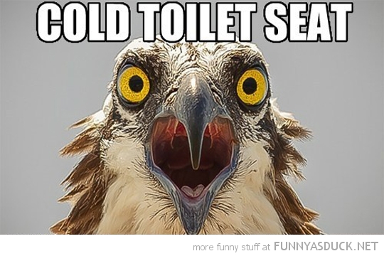 Cold Toilet Seat