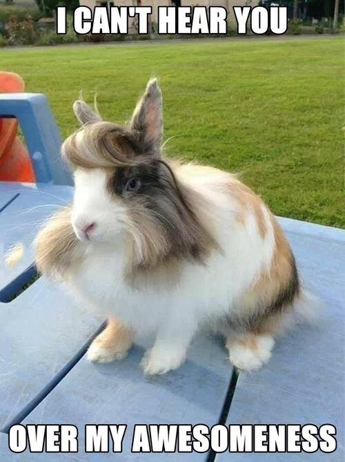 Awesome Bunny