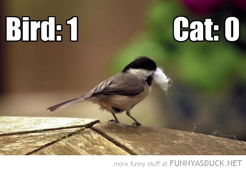 Bird Vs Cat