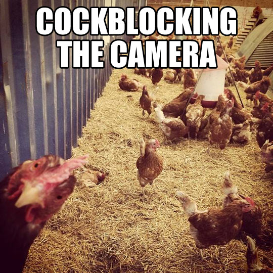 Cockblocking