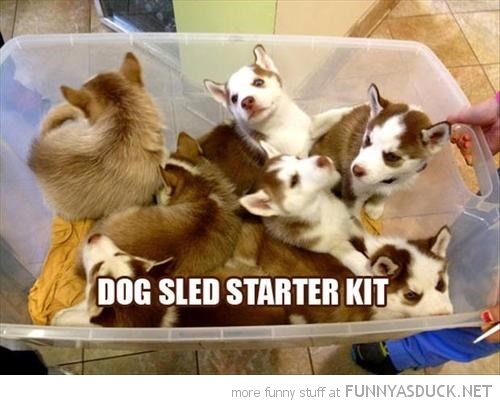 Dog Sled Starter Kit