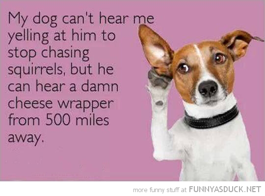 Dogs Hearing
