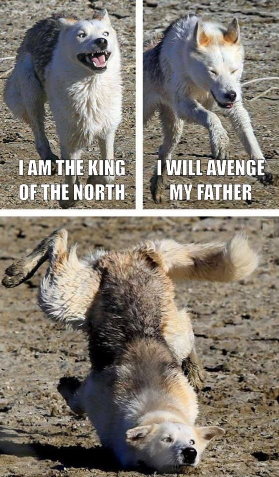 King Of The North
