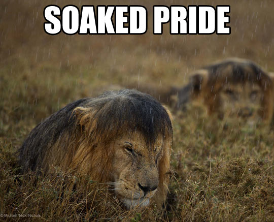 Soaked Pride