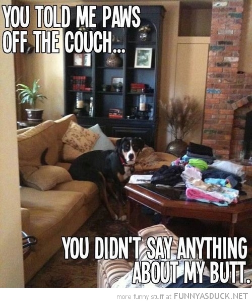 Paws Off The Couch