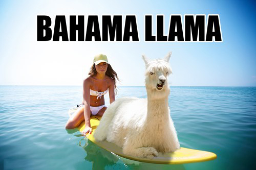 Bahama Llama