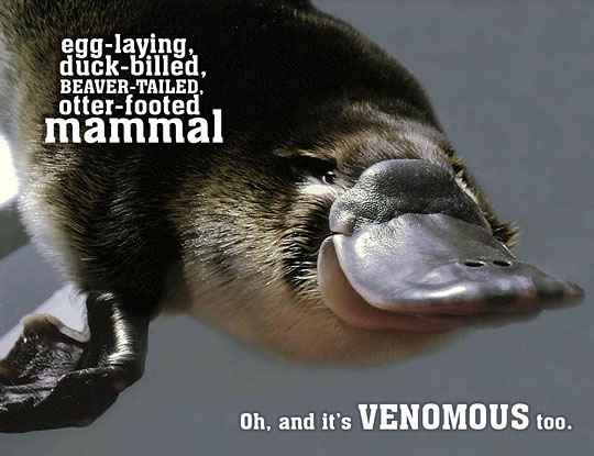 The Duck Billed Platypus Everyone...