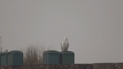Owl Meet Raven