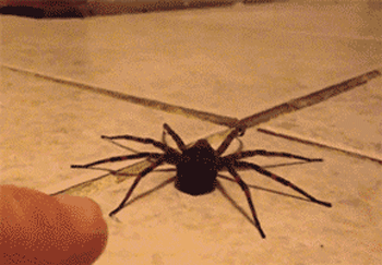 Spiders Get Scared Too...