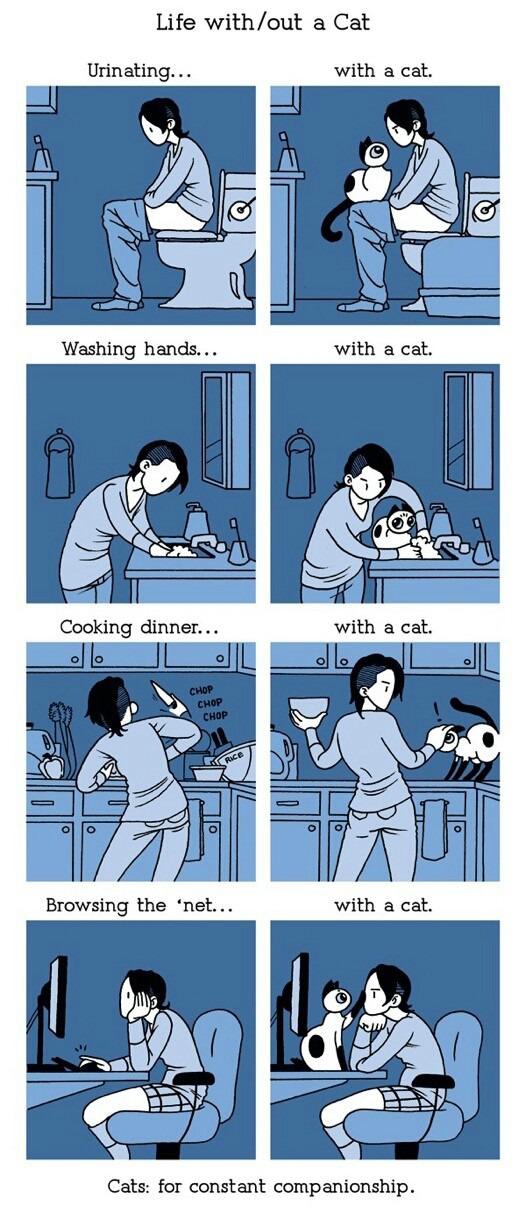 Life With A Cat