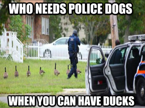Police Ducks