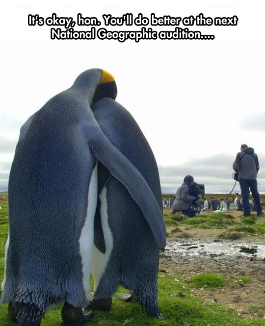 Poor Penguin