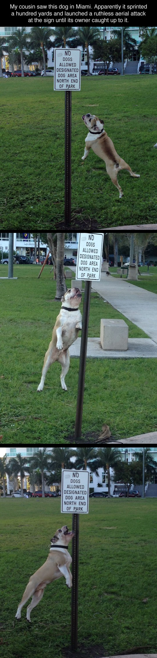 No Dogs You Say?