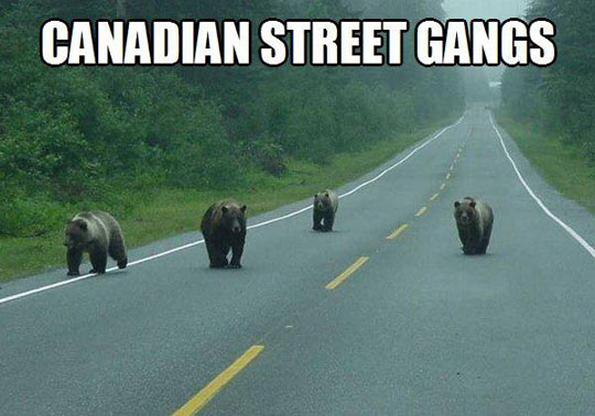 Canadian Street Gangs