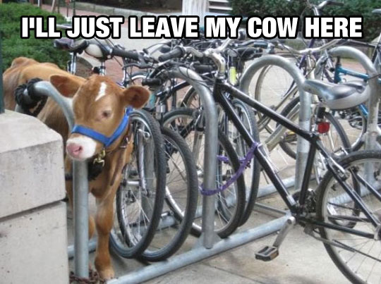 Cow Parking