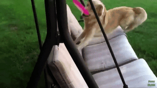 This Dog Cannot Handle This Chair