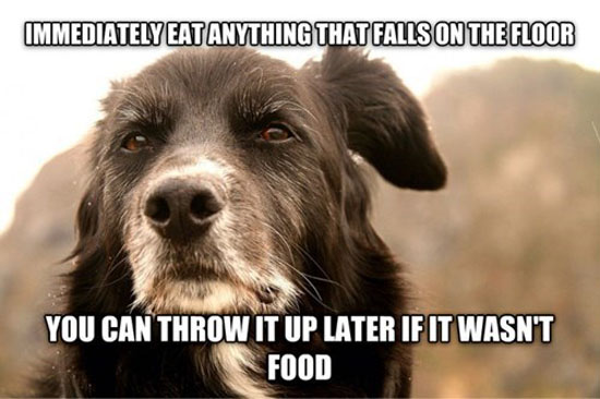 Dog Wisdom