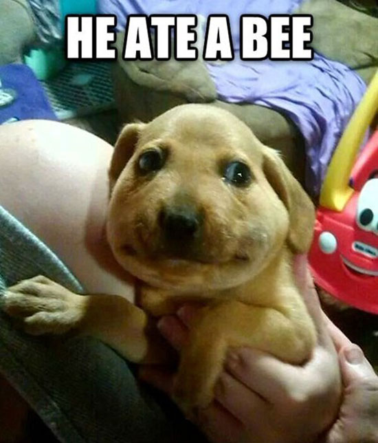 He Ate A Bee