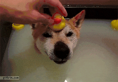 Got My Duck!