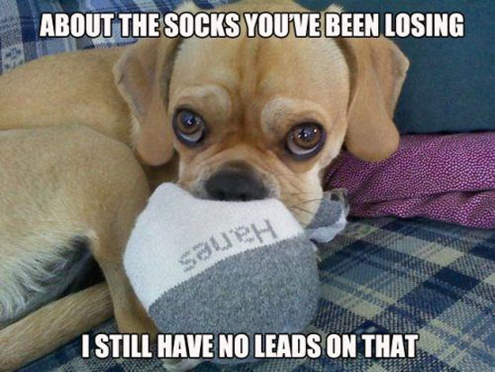 Sock Thief