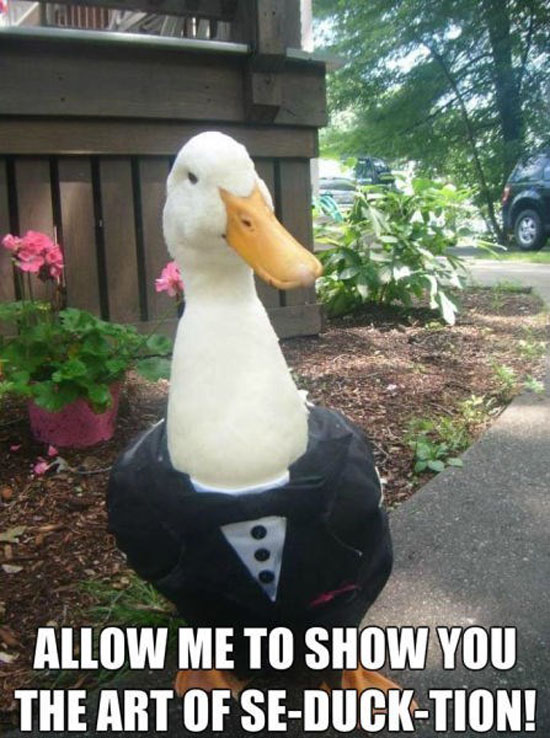 Tuxedo Duck