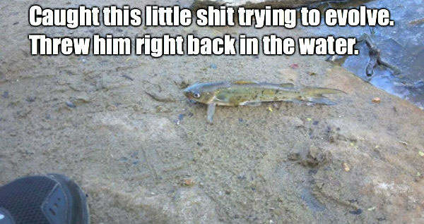 Stop Evolving, Fish!