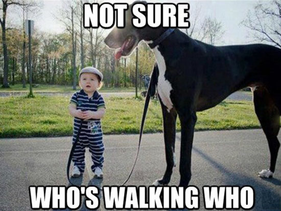 Who's Walking Who?
