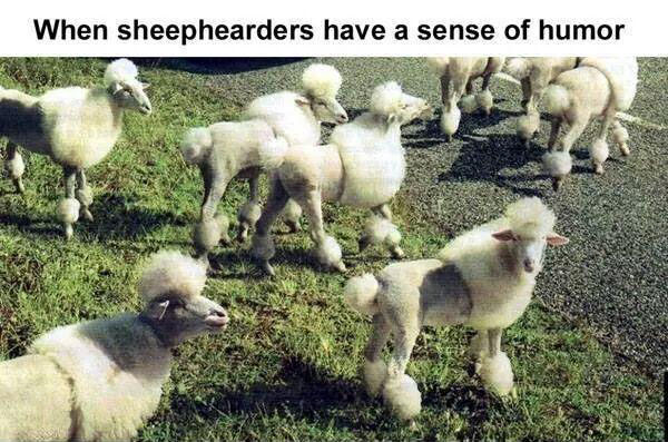 Poodle Sheep