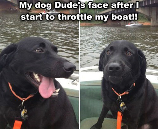 Dog On A Boat