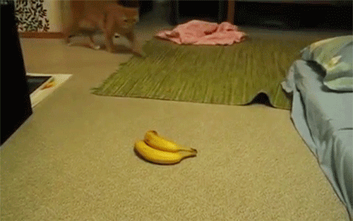 funny-pictures-cat-scared-banana-animate
