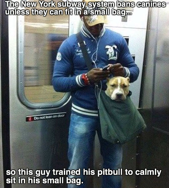 Pitbull In A Bag