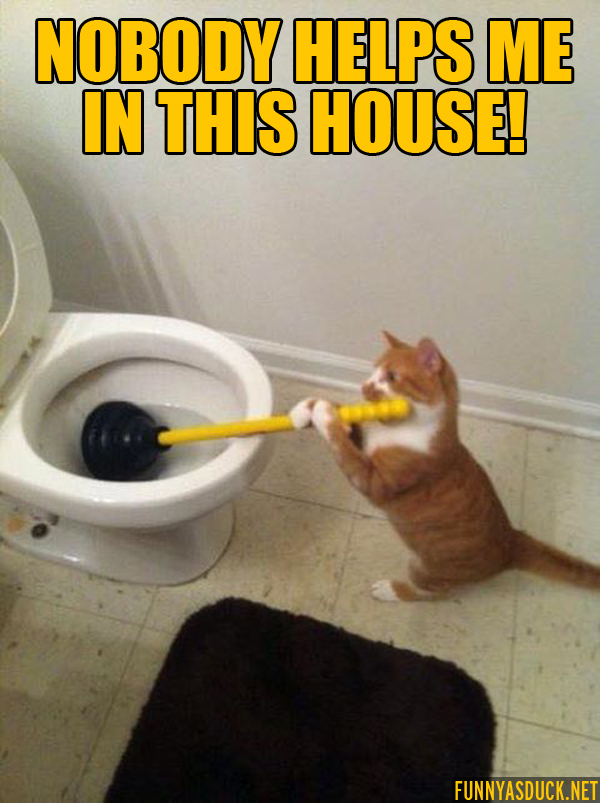 Housework Cat